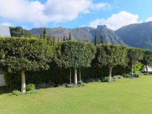 Topiary Garden – Ilex mitis Topiary Garden - Ilex mitis
