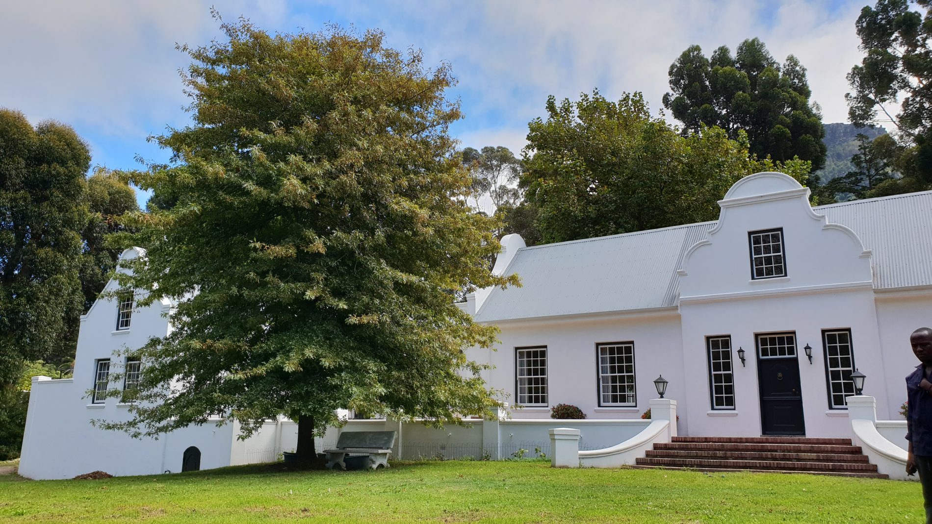 mature pin oak