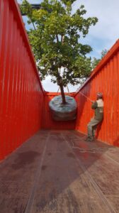 mature tree export