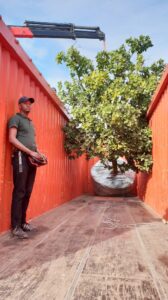 mature tree export
