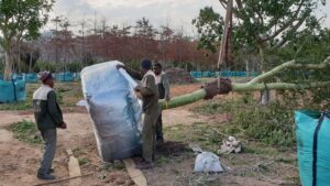 mature tree export