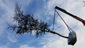 mature tree export