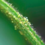 aphids