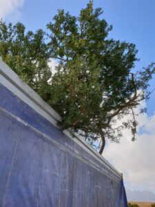 mature tree export