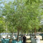 mature tree export