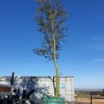 mature tree export