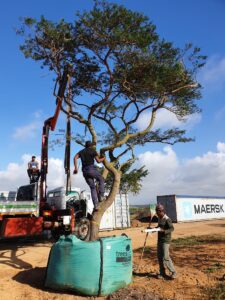 mature tree export