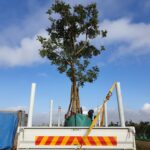 mature tree export