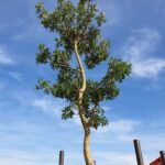 mature tree export
