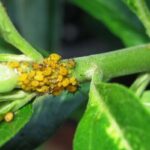 Aphids