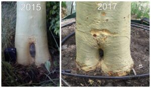 Fever tree recovery over 2 years (2)