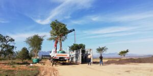mature tree export