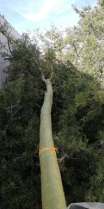 mature tree export