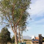 mature tree export