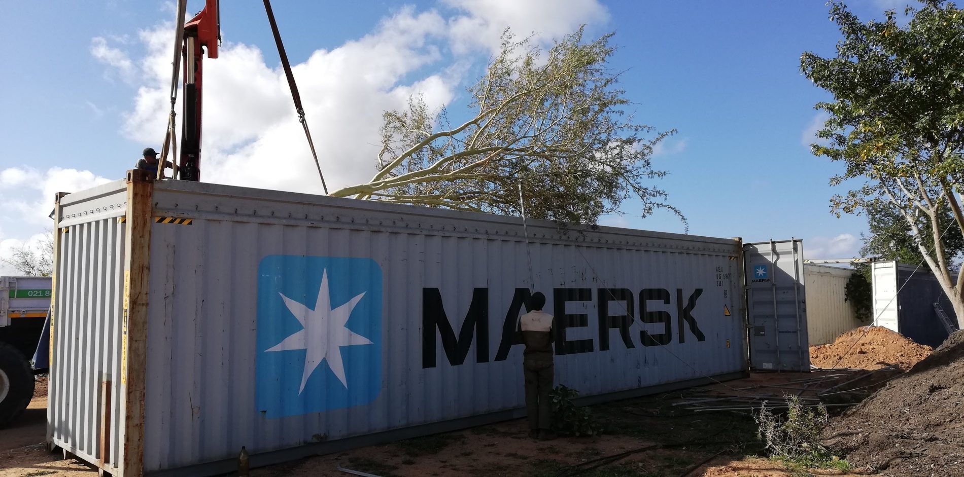 mature tree export