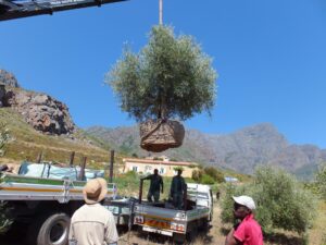 KD Olive (Olea)harvesting bole and burlap (3)