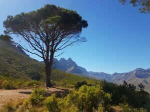 Mature Pinus pinea - Stellenbosch