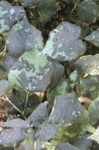 sooty mould