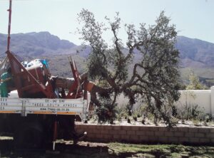 Rigging frame quercus suber cork oak