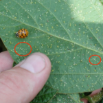 White-dwarf-soybean-aphids-in-red-circles