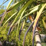 aloe barbereae hennie moller black spot (2)
