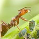 ants