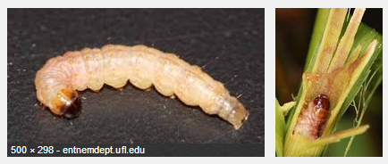 beetle borer erythrina