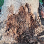 borers insect on coral tree may 2017 (1)