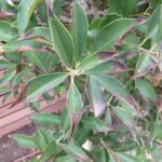 camps bay beach olive and ilex leaf burn due to cold 21-9-12 (2)
