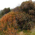 cold wind leaf scorching end Sep 2008 milkwood, rooikr spider gum (3)