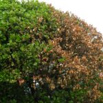 cold wind leaf scorching end Sep 2008 milkwood, rooikr spider gum (6)