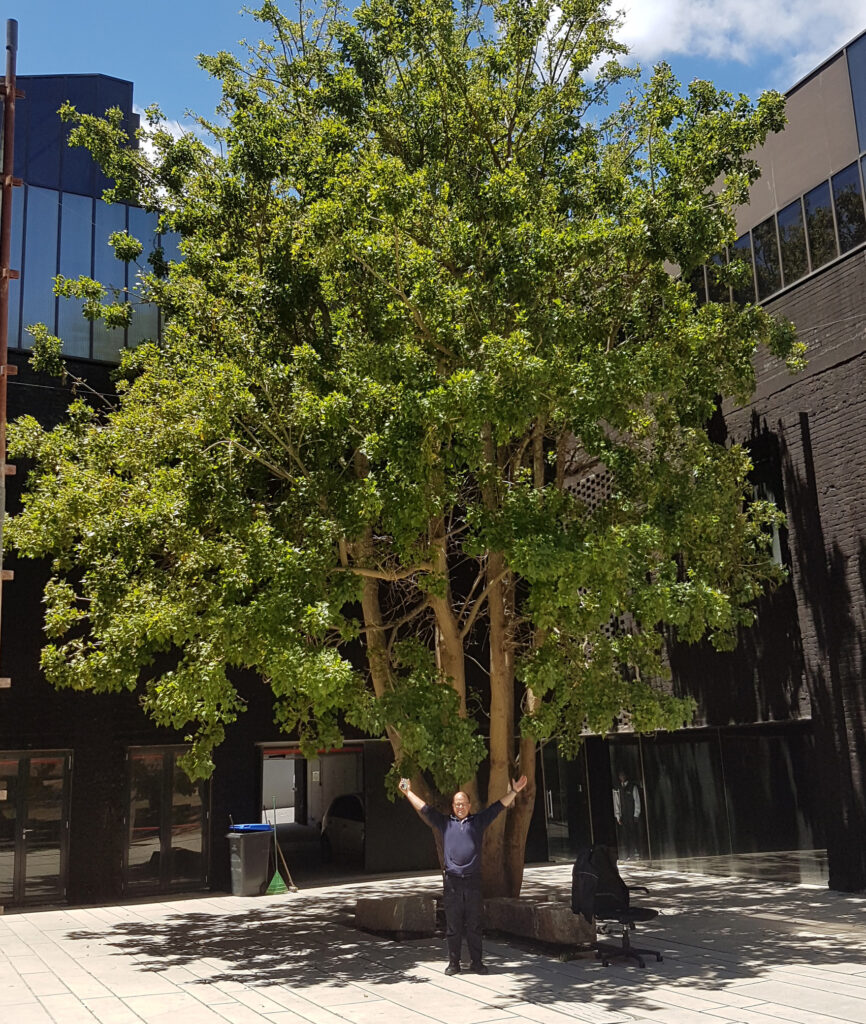 coral tree after 5 years