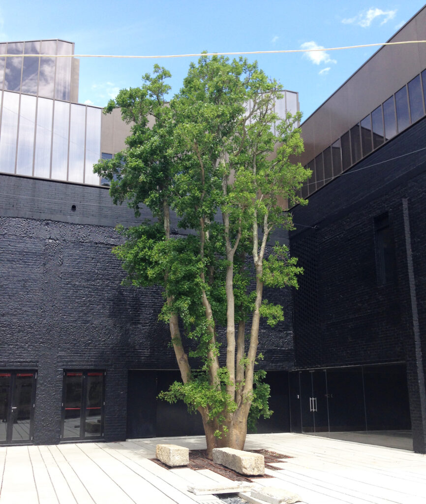 coral tree before