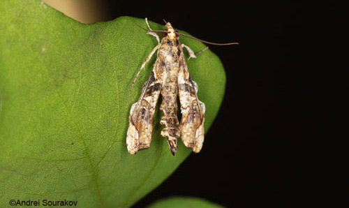 erythrina_moths03