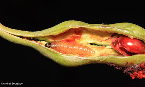 erythrina_moths06