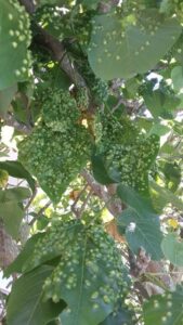 gall wasp