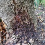 stem borer1