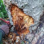 stem borer2