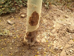 vachellia xant canker