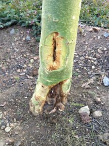 vachellia xant canker healing