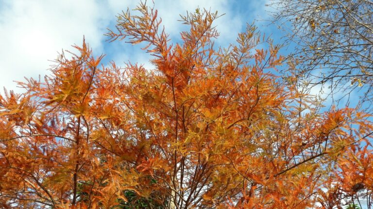 Taxodium disticum foliage - autumn