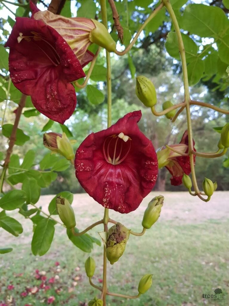 Kigelia africana flowers November