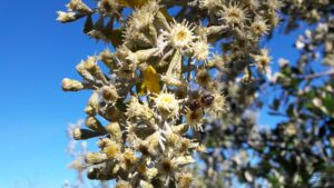 Brachyleana discolor flowers July
