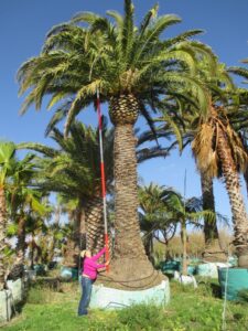 Phoenix canariensis 4500L