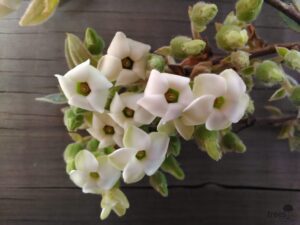 Diospyros whyteana flowers - October