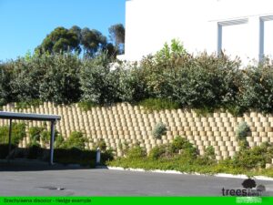 edit Brachylaena discolor hedge example2 Brachyleana discolor hedge example