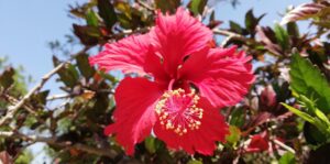 Hibiscus rosa-sinensis red flower