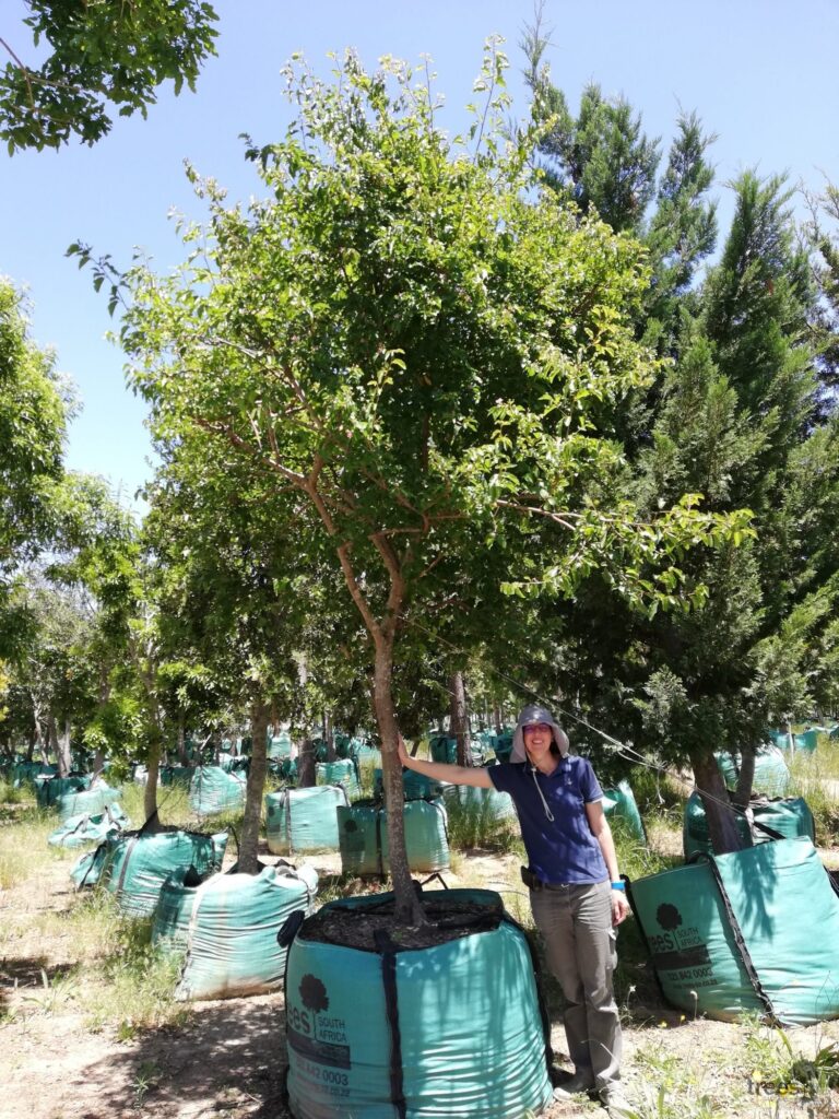 Grewia occidentalis 500L