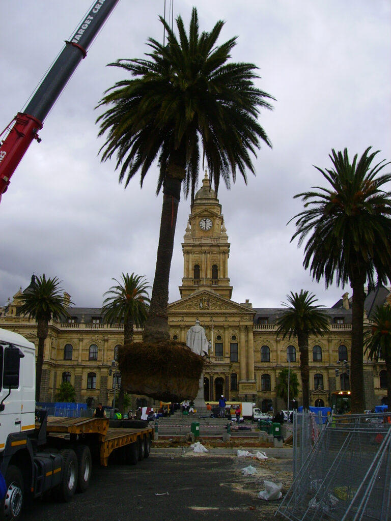 grand parade stone pine ficus palm (4)