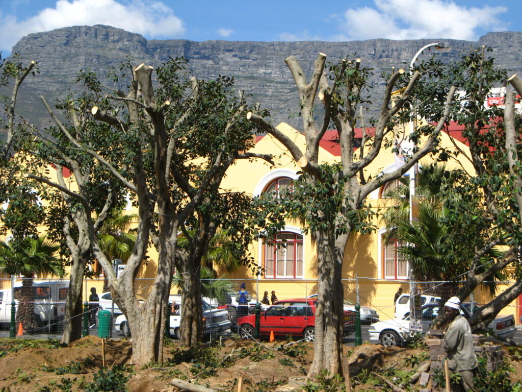 grand parade stone pine ficus palm (8)